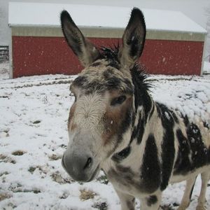 Meet your Posher, Marilyn